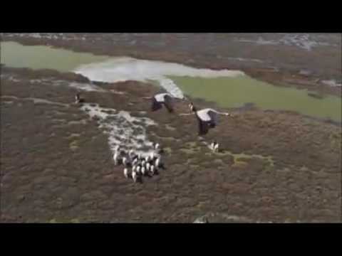 Renato Jaguarão-Idas e Vindas.