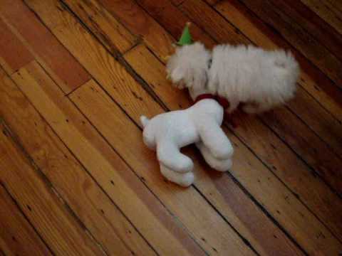 Lola plays with her new friend