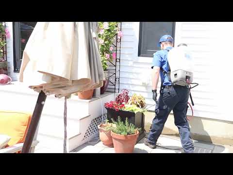 Treating a Property for Ants in Spring Lake, NJ