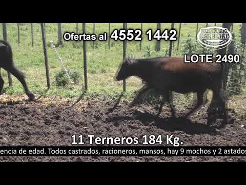 Lote 11 Terneros 4 AA,  3 AA c/  HO y 4  SH 184kg -  en Costas de Rosario- Ruta 2 Km 133.500