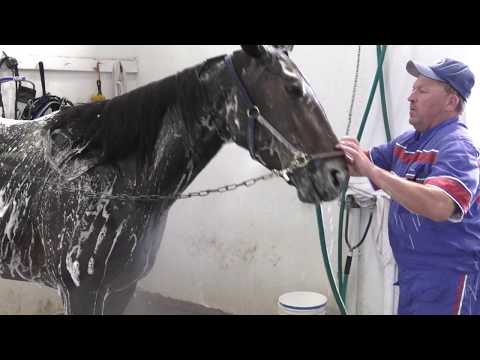 2018 Hambo Contenders -- Atlanta