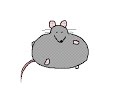 Rats ️