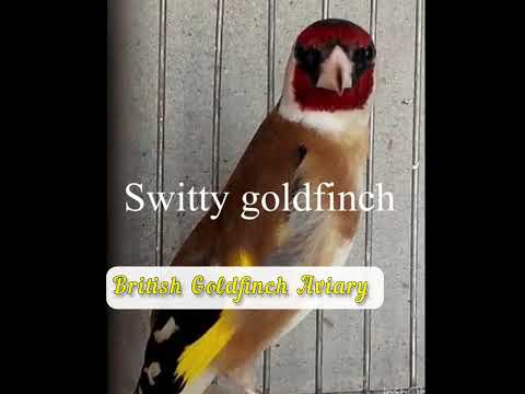 Best switty goldfinch song