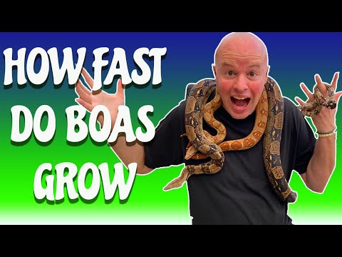 How Fast Do Red Tail Boas Grow -  3 stages of Growth