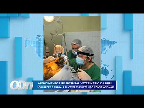 O Dia TV