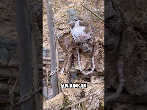 Mumi 350 Tahun di Rumah! Ritual Aneh Suku Dani yang Bikin Merinding!