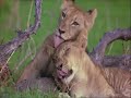 World Animals 2001 4x Speed