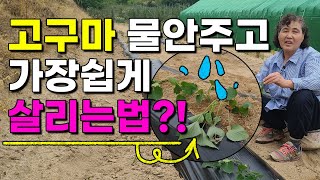 고구마 이렇게 심으면 수확량이 2배 더 많고 달고 맛있습니다 물안주고도 100% 잘살아요 고구마물안주고심는법