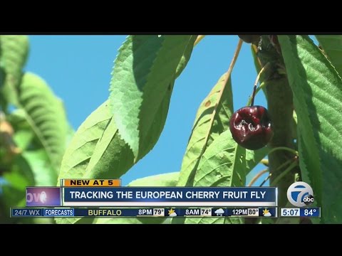 European cherry fruit fly detected in Canada