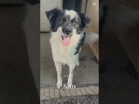 Regalo Sam splendido simil Border collie cerca casa 