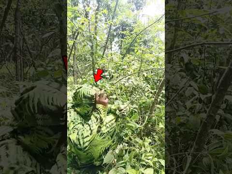Người Đàn Ông Ngụy Trang Bụi Cây Săn Chim #shorts