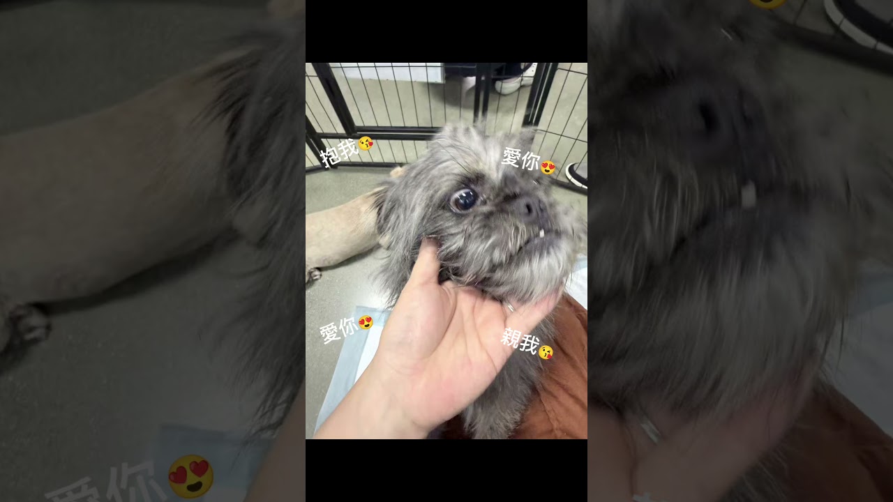Enlarge Vincent, a ADOPTABLE mixed breed in Van Nuys, CA video 6/6