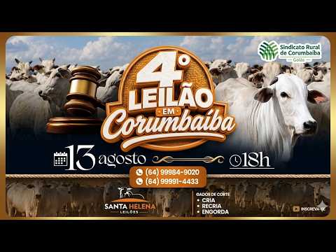 🔥 AO VIVO: 4º LEILÃO DE GADO DE CORTE - SANTA HELENA LEILÕES (Corumbaíba - GO) 13/08/26