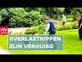 Kip, ik heb je! Overlastkippen aangekomen in Dalen | RTV Drenthe