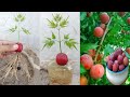 How to grow Aloo Bukhara tree, how to grow plump, plum tree from plum fruit, with new ideas