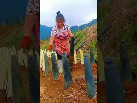 Китайский чеснок 🤯 Уникальный метод #Shorts #China #Agriculture