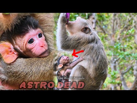 Millions Saddnes! How Much Astra Young Mother Love Newborn Astro Newborn | The World Animals