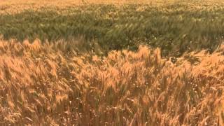 A Winged Victory For The Sullen - Minuet For A Cheap Piano