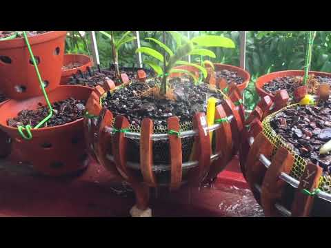 Giải độc cho cây bằng Ami green thay b12