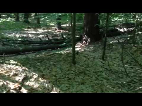 Native-American mounds at Maudslay State Park in Newburyport, Mass