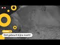 IJsbeer geboren in Nederland