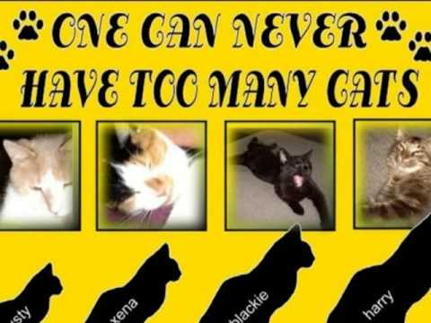 catladylaurie imikimi video