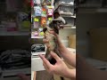 ジャコウネコ パームシベット（CBベビー）のYouTubeサムネイル画像