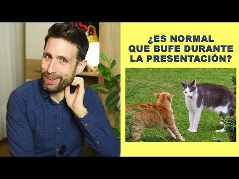 ¿Es normal que mi gato bufe durante la presentación?