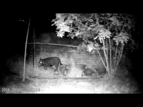 Cinghiali in branco irrompono in propietà privata