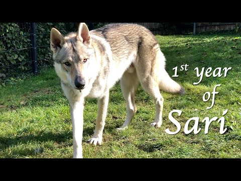 first year of Sari (in 14 minutes)