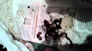 Germinacion y puesta en tierra. (Truco).