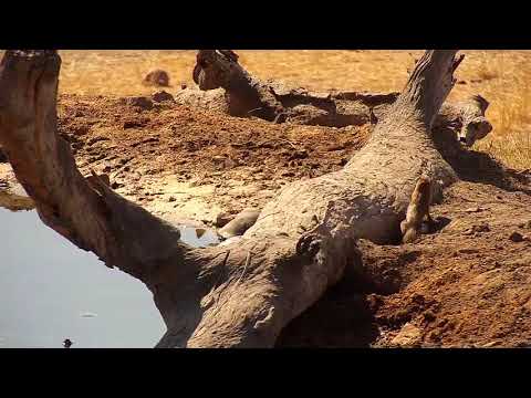 Djuma: Slender Mongoose - 11:48 - 07/29/19