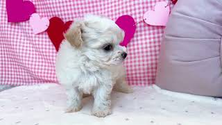 ハーフ犬の動画01