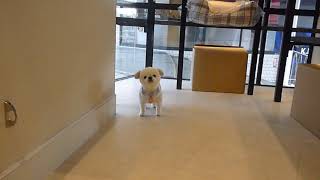 まんぷくちゃんと遊ぶ♪ mqdefault - まんぷくちゃんと遊ぶ♪