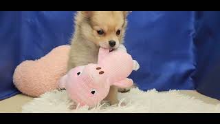 ハーフ犬の動画01