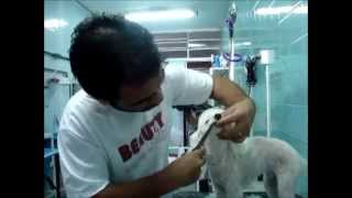 Tosa poodle Beauty shop bom pra cachorro