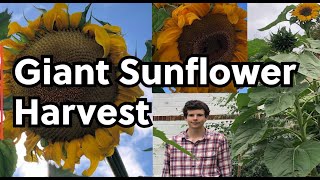 Harvesting Gigantic Skyscraper Sunflowers - Seed Saving