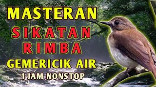 Download lagu Masteran suara Burung SRDC Sikatan Rimba Dada Coklat dengan gemericik air untuk Terapi dan Pancingan mp3 Download lagu Masteran suara Burung SRDC Sikatan Rimba Dada Coklat dengan gemericik air untuk Terapi dan Pancingan mp3