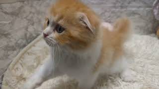 スコティッシュフォールドの動画01