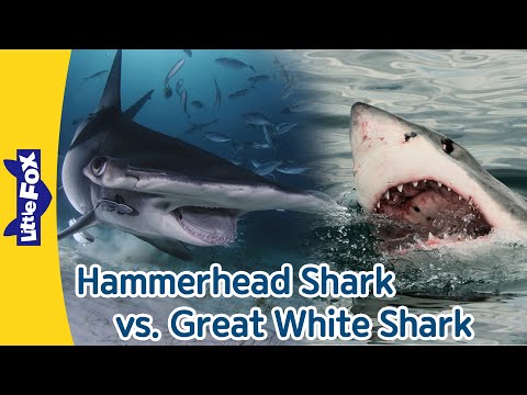 シュモクザメとホオジロザメの違い |シュモクザメとホオジロザメの違い