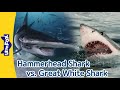 Hammerhead Shark vs. Great White Shark |Differences between Hammerhead Sharks and Great White Sharks