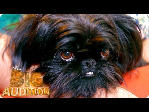 Cyril The Dog Is Chomping At The Bit For A Modelling Job | The Big Audition