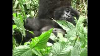 preview picture of video 'Eine unvergessliche Reise bei den Gorillas in Uganda'