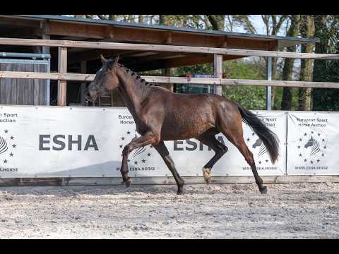 Aya Zelma vh Eusselhof (RACOON x GUARDIAN S) - Video 11 video thumbnail