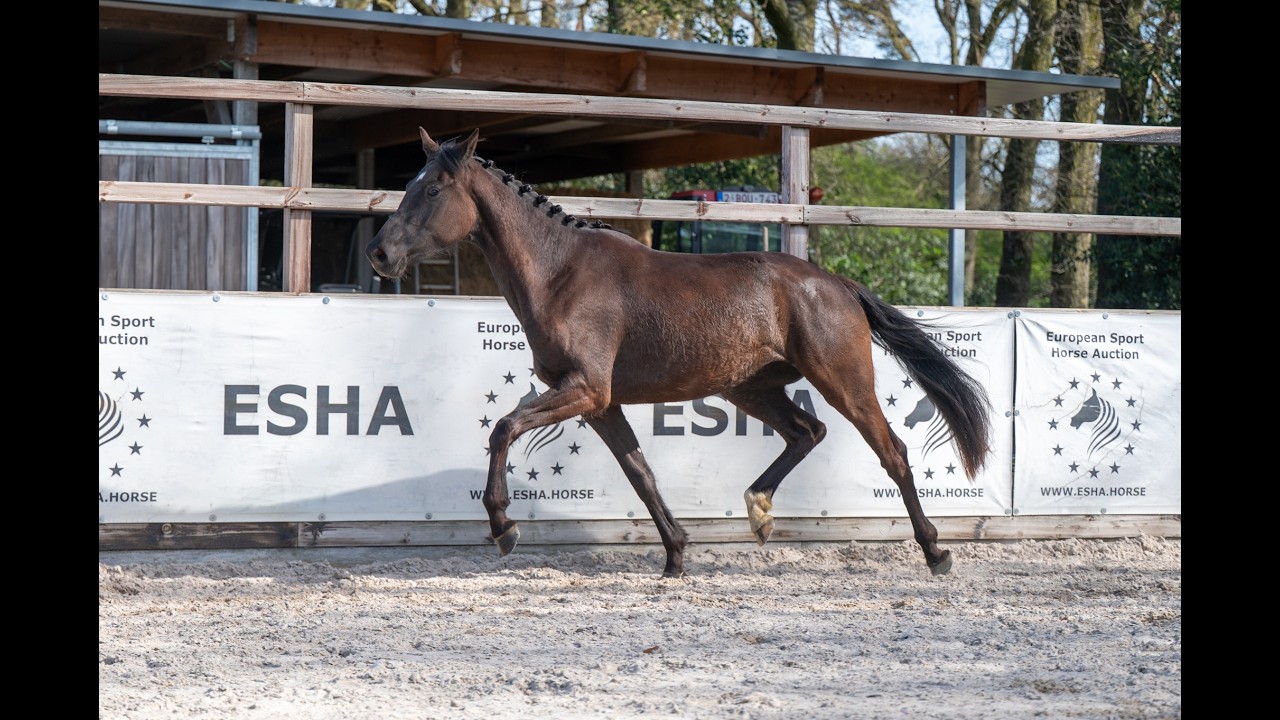 Aya Zelma vh Eusselhof (RACOON x GUARDIAN S) video 1