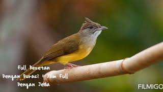 Download lagu SUARA MASTERAN BURUNG CUCAK JENGGOT BESETAN MEWAH   SUARA GEMERCIK AIR DURASI 1 JAM DENGAN JEDA mp3