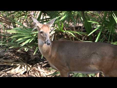 Tallahassee Tree to Tree Adventures