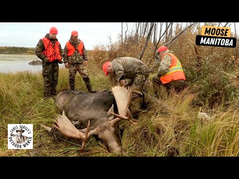 Hunting Giant Moose in Manitoba