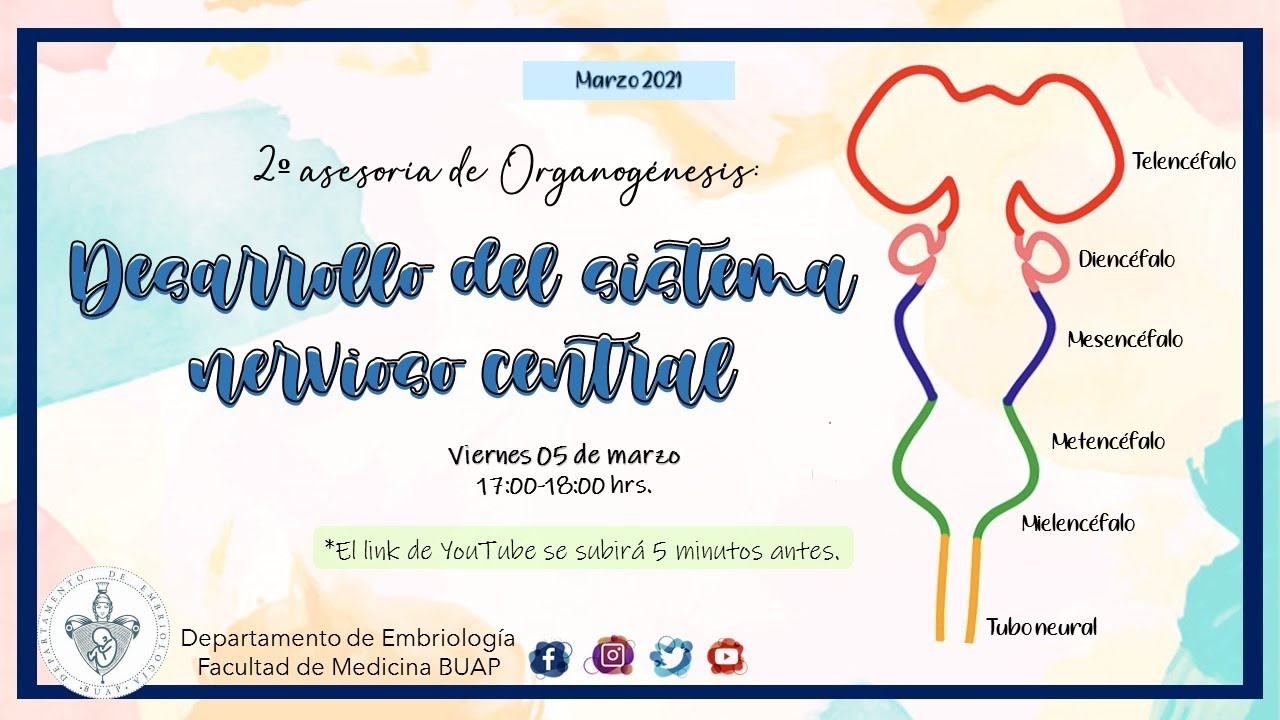 Desarrollo del Sistema Nervioso Central I Laboratorio de Embriología BUAP