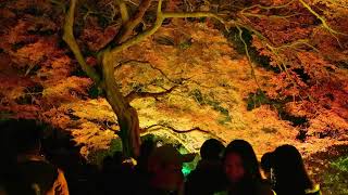 NAKED 紅葉の新宿御苑 2023